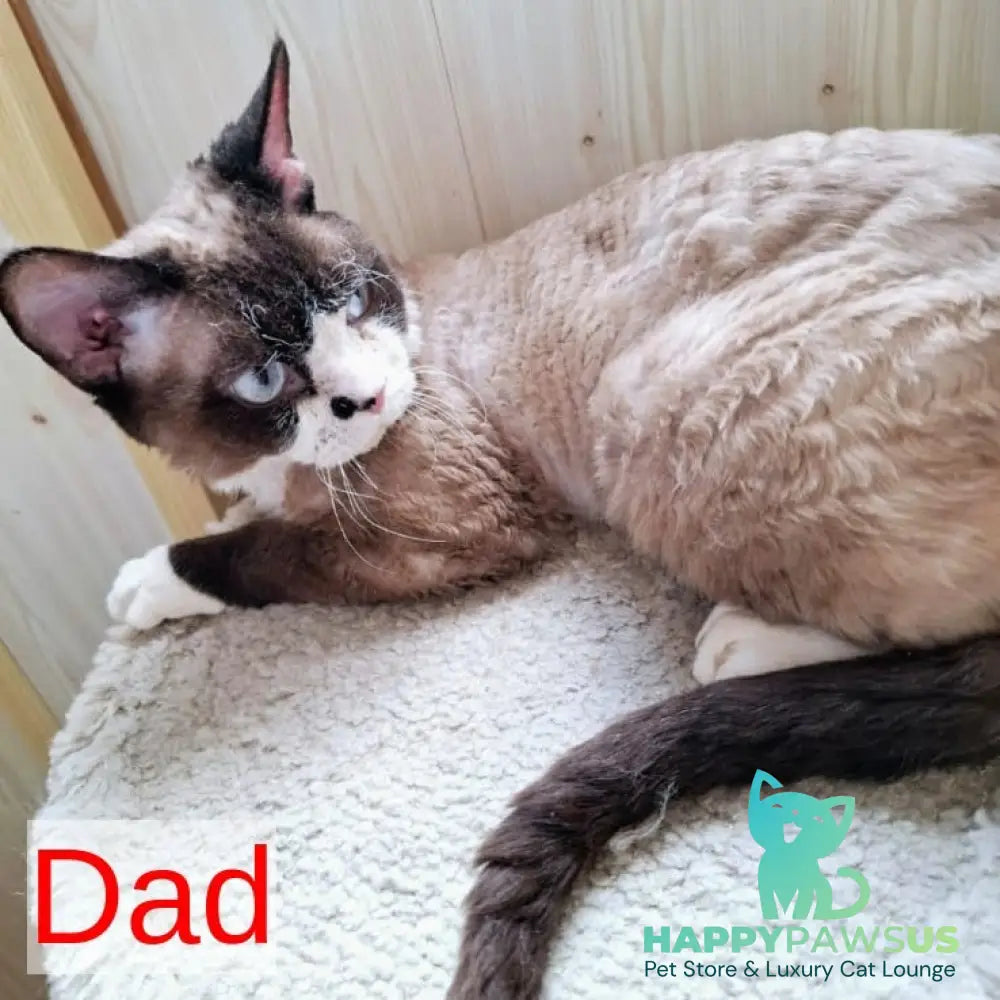 Filip Devon Rex male blue - live animals