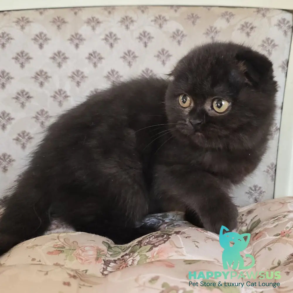 Filip Scottish Fold male black - live animals