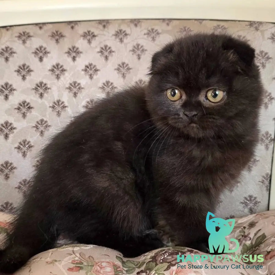 Filip Scottish Fold male black - live animals