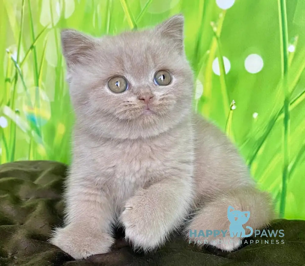 Filipp British Shorthair male fawn live animals