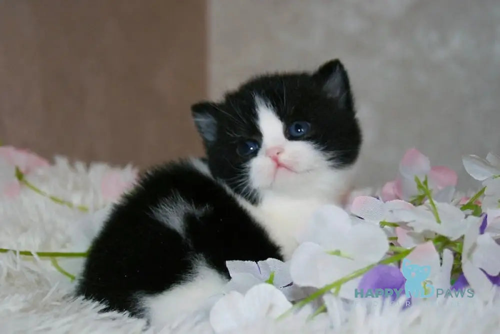 Fill British Shorthair male black bicolour live animals