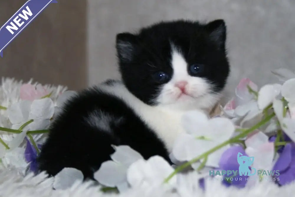 Fill British Shorthair male black bicolour live animals