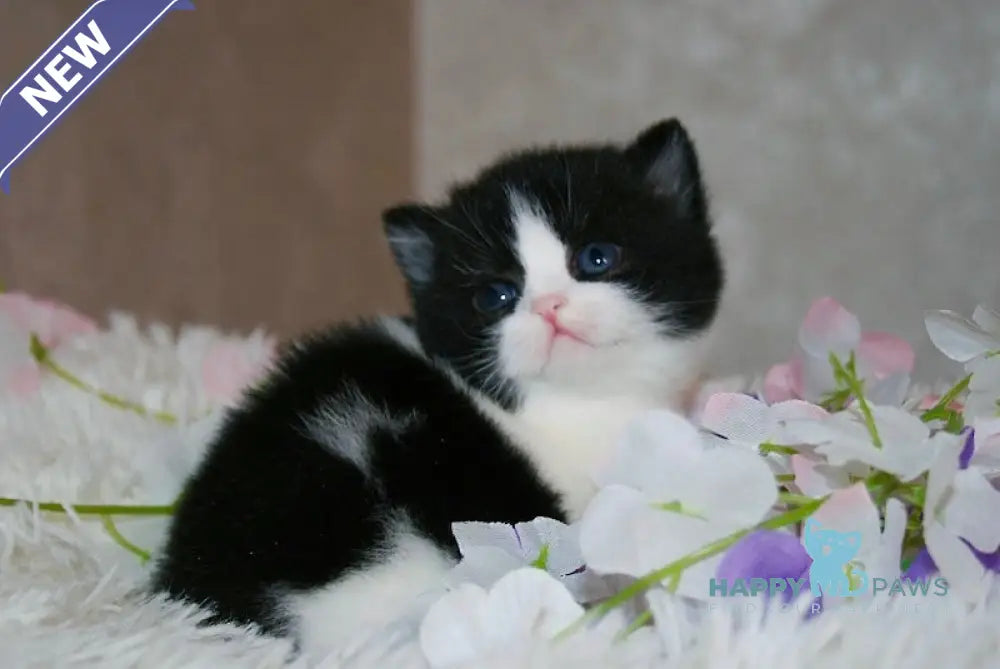 Fill British Shorthair male black bicolour live animals