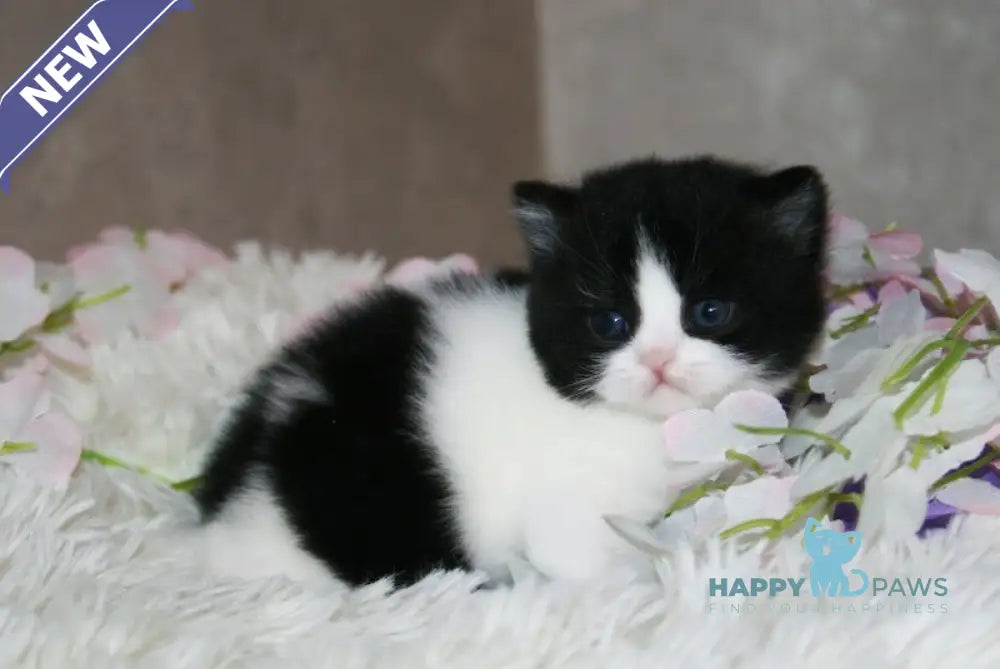 Fill British Shorthair male black bicolour live animals