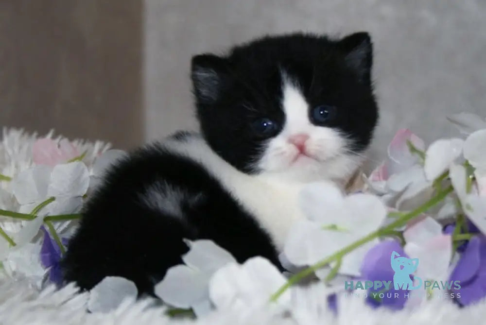 Fill British Shorthair male black bicolour live animals