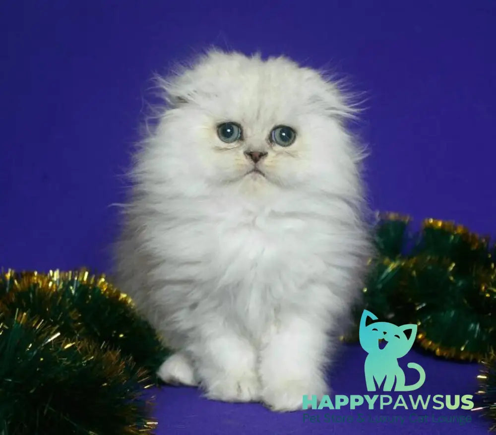 Fill Scottish Fold male black silver spotted tabby live animals
