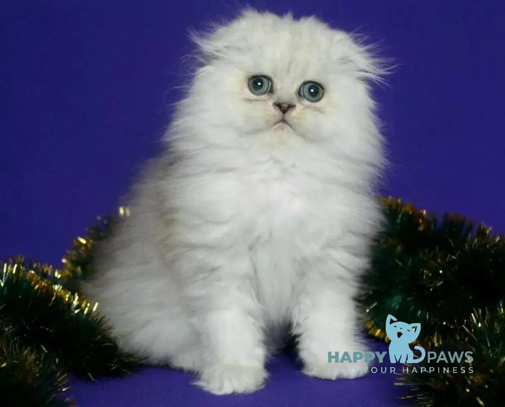 Fill Scottish Fold male black silver spotted tabby live animals