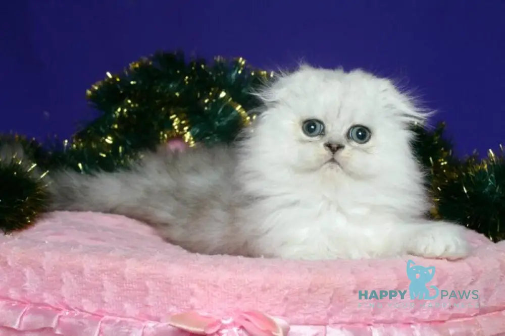 Fill Scottish Fold male black silver spotted tabby live animals