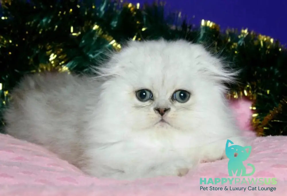 Fill Scottish Fold male black silver spotted tabby live animals
