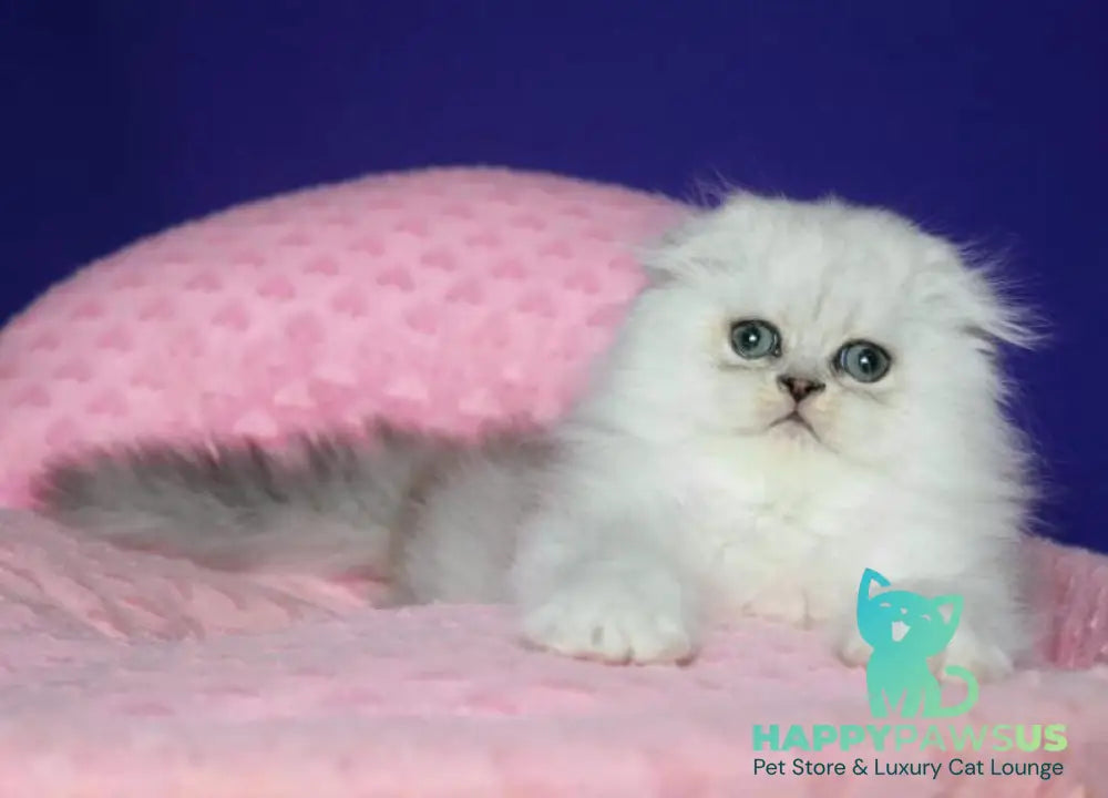 Fill Scottish Fold male black silver spotted tabby live animals