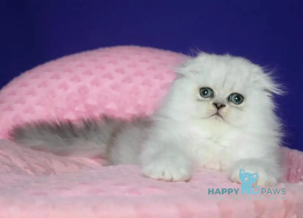 Fill Scottish Fold male black silver spotted tabby live animals