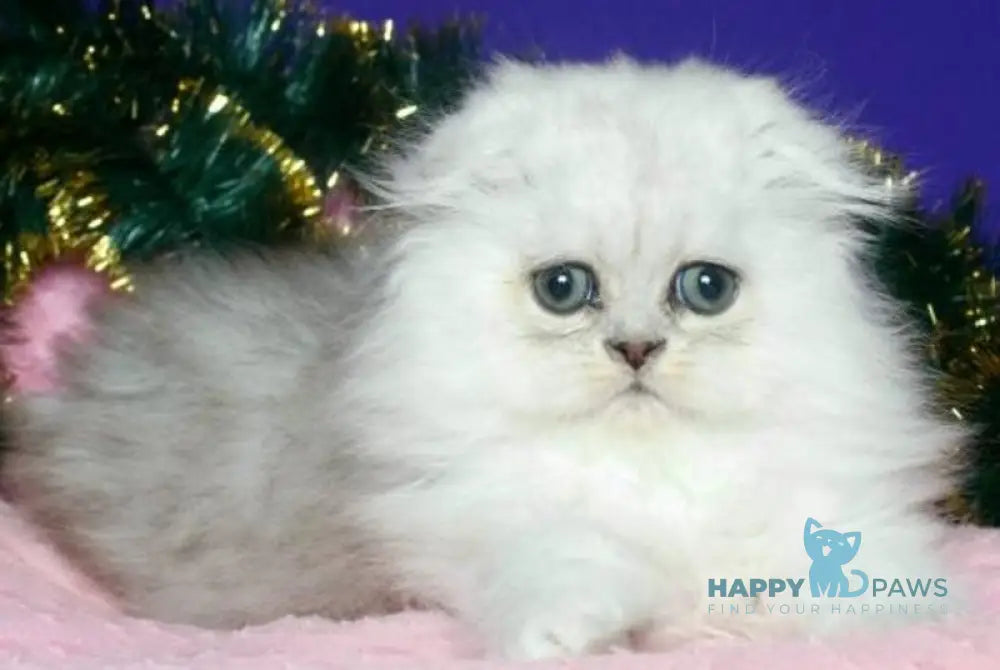 Fill Scottish Fold male black silver spotted tabby live animals