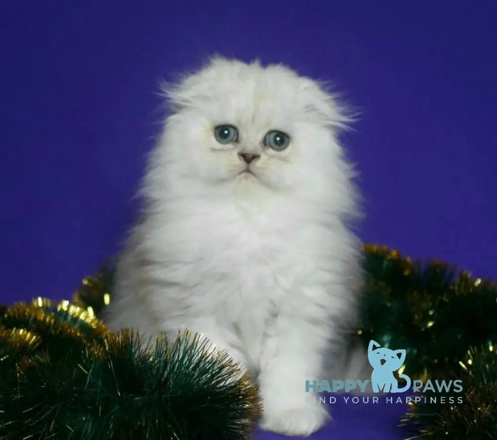 Fill Scottish Fold male black silver spotted tabby live animals