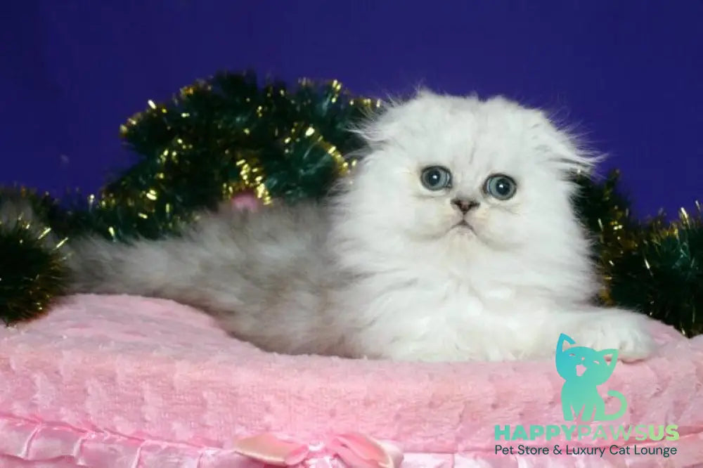 Fill Scottish Fold male black silver spotted tabby live animals