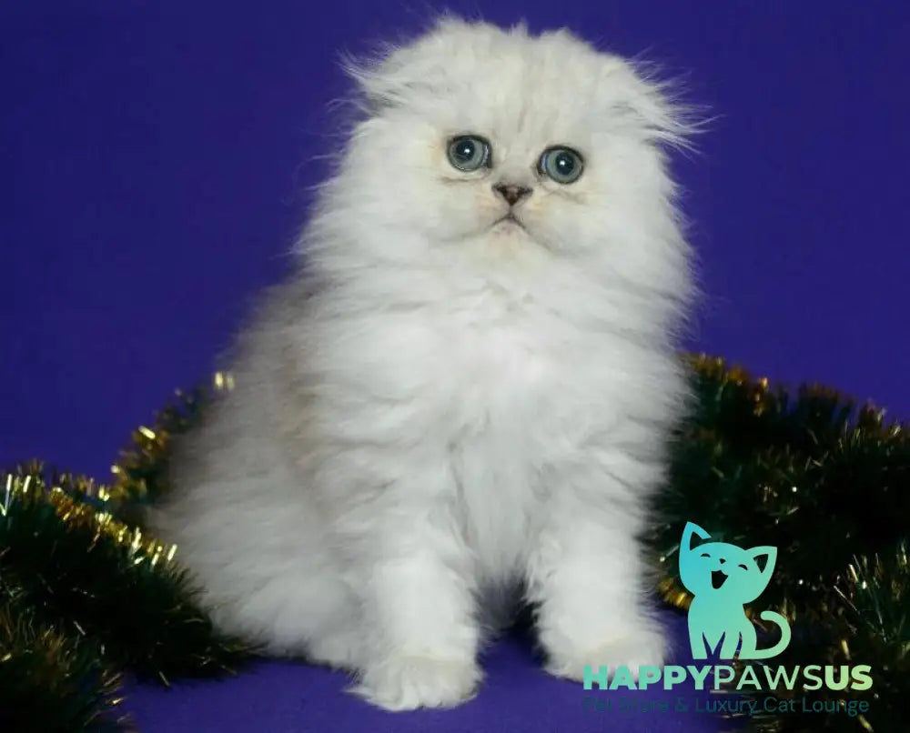 Fill Scottish Fold male black silver spotted tabby live animals