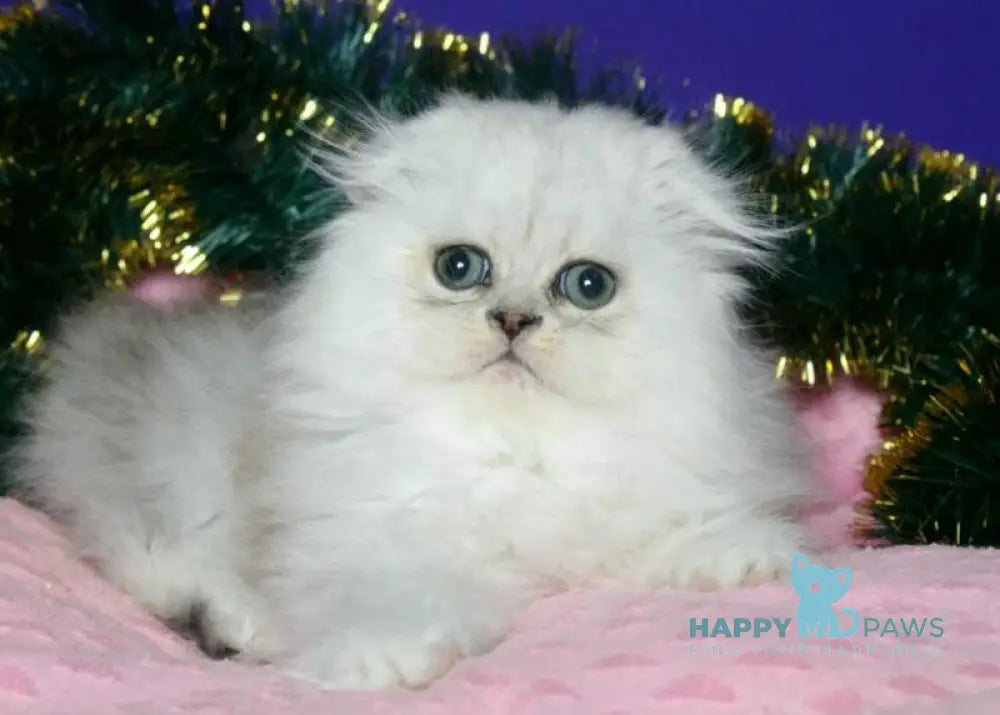 Fill Scottish Fold male black silver spotted tabby live animals