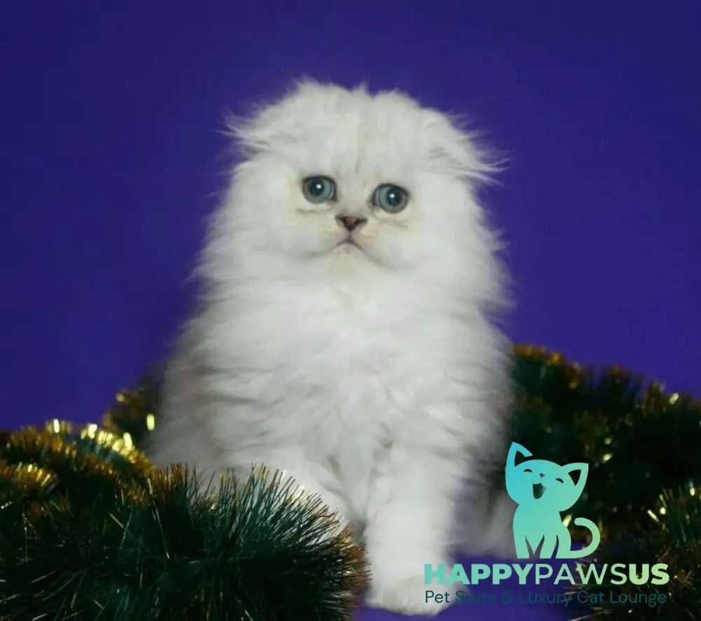 Fill Scottish Fold male black silver spotted tabby live animals