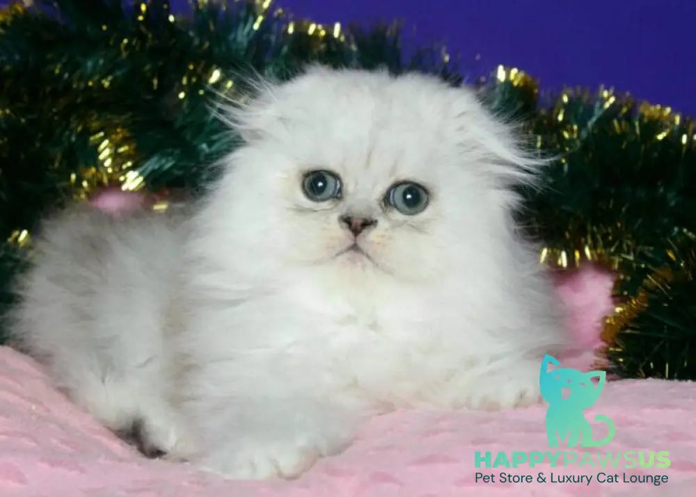 Fill Scottish Fold male black silver spotted tabby live animals