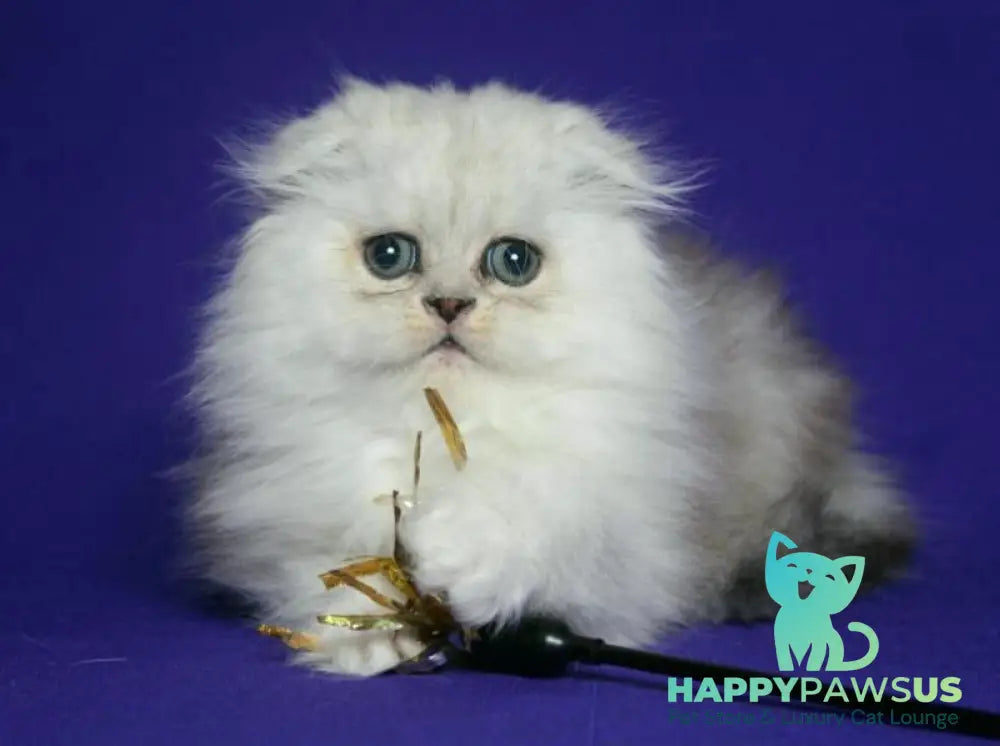 Fill Scottish Fold male black silver spotted tabby live animals