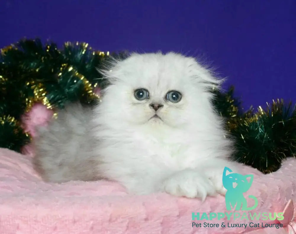 Fill Scottish Fold male black silver spotted tabby live animals