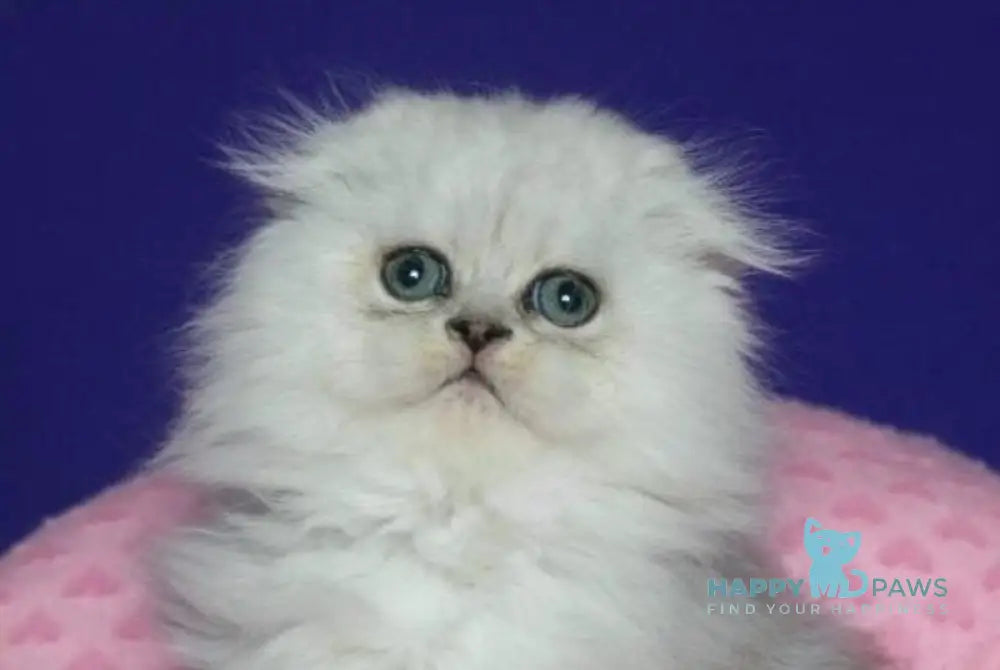 Fill Scottish Fold male black silver spotted tabby live animals