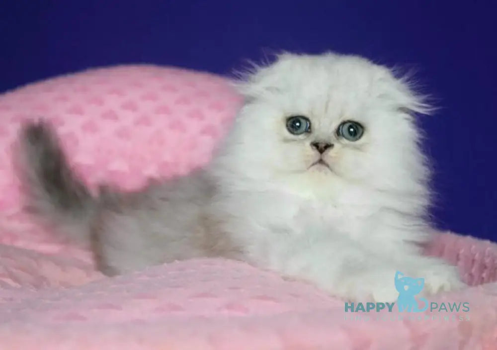 Fill Scottish Fold male black silver spotted tabby live animals