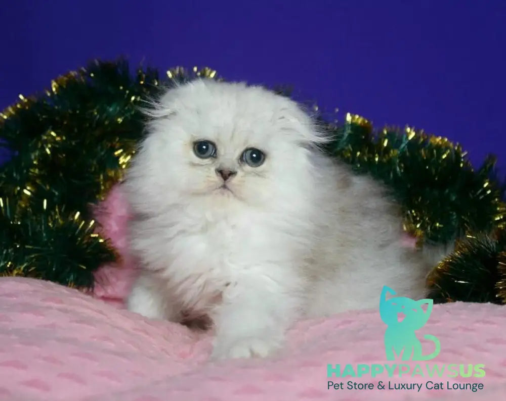 Fill Scottish Fold male black silver spotted tabby live animals