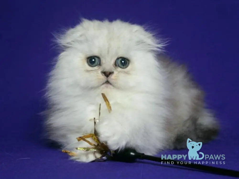 Fill Scottish Fold male black silver spotted tabby live animals