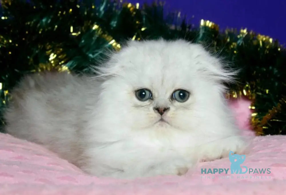 Fill Scottish Fold male black silver spotted tabby live animals