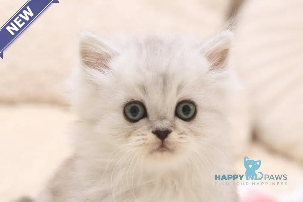 Fillimon Scottish Straight male black silver shaded live animals