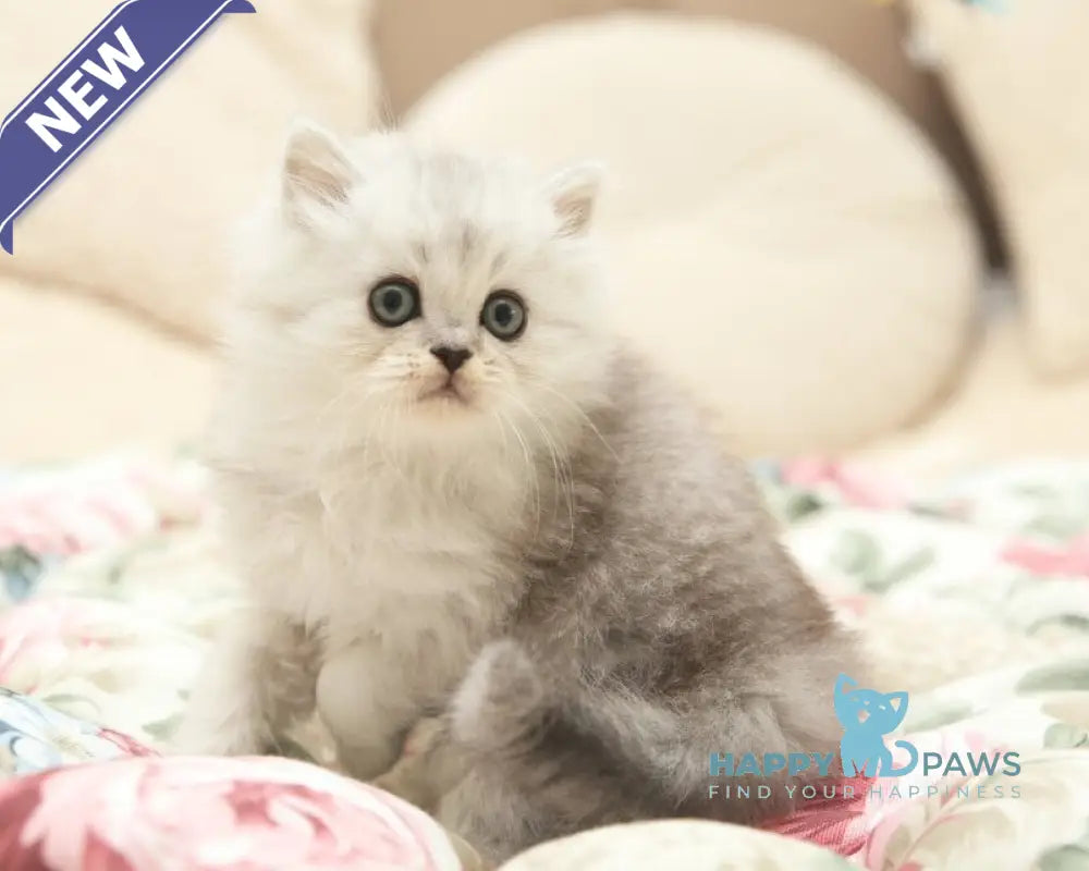 Fillimon Scottish Straight male black silver shaded live animals