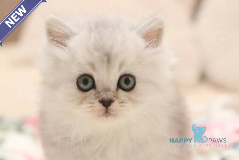 Fillimon Scottish Straight male black silver shaded live animals