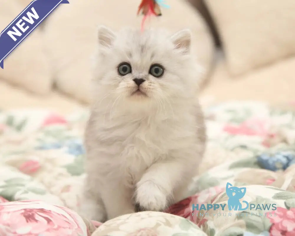 Fillimon Scottish Straight male black silver shaded live animals