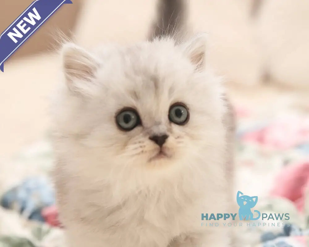 Fillimon Scottish Straight male black silver shaded live animals