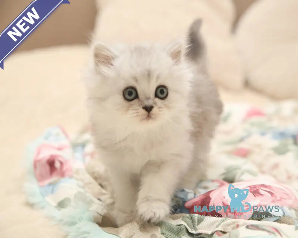 Fillimon Scottish Straight male black silver shaded live animals