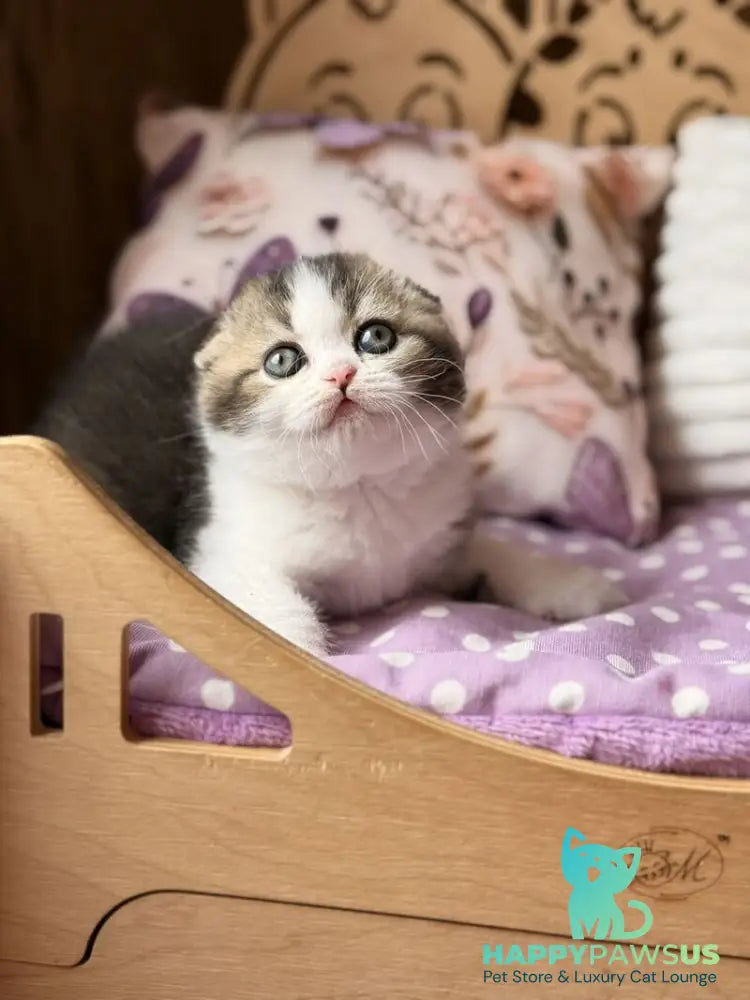 Fillip Scottish Fold male black ticked tabby bicolour - live animals