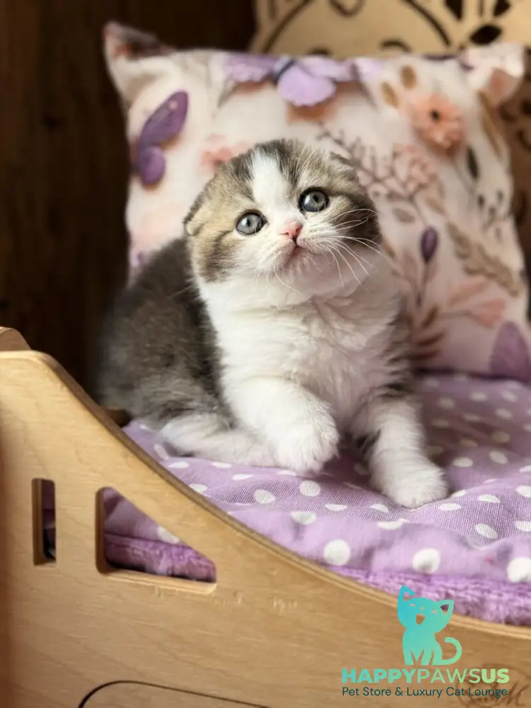 Fillip Scottish Fold male black ticked tabby bicolour - live animals
