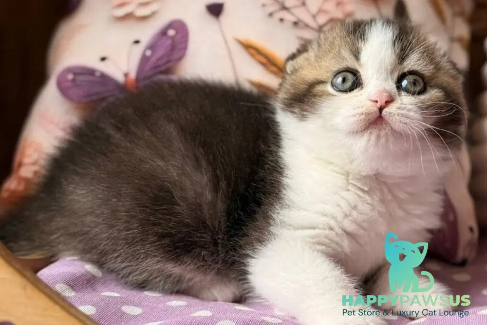 Fillip Scottish Fold male black ticked tabby bicolour - live animals