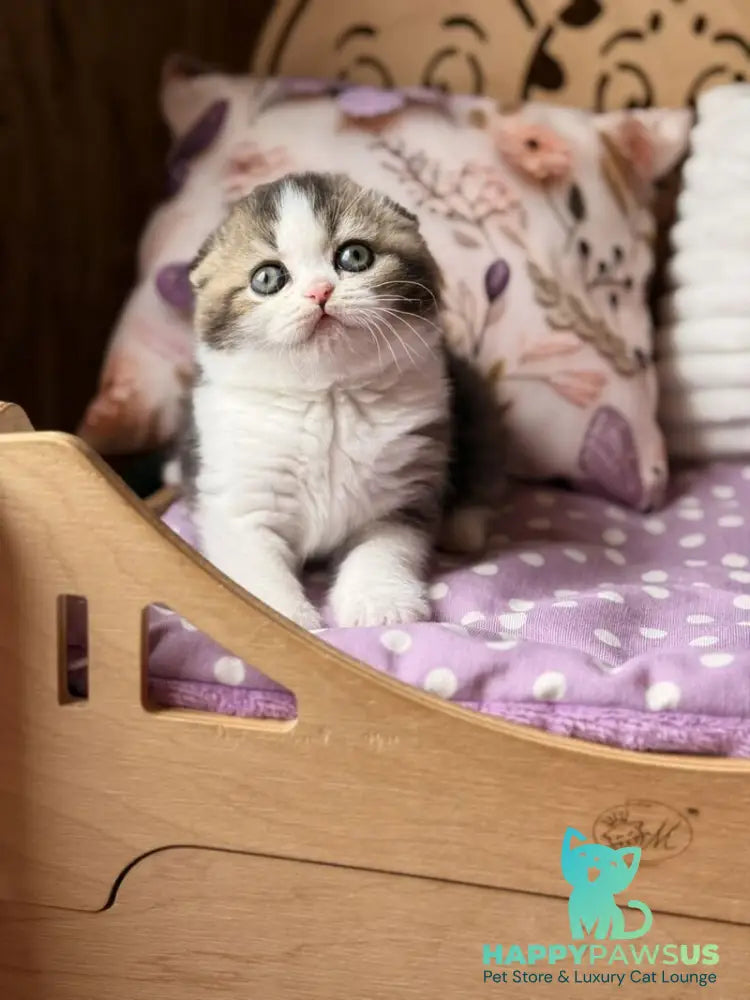 Fillip Scottish Fold male black ticked tabby bicolour - live animals