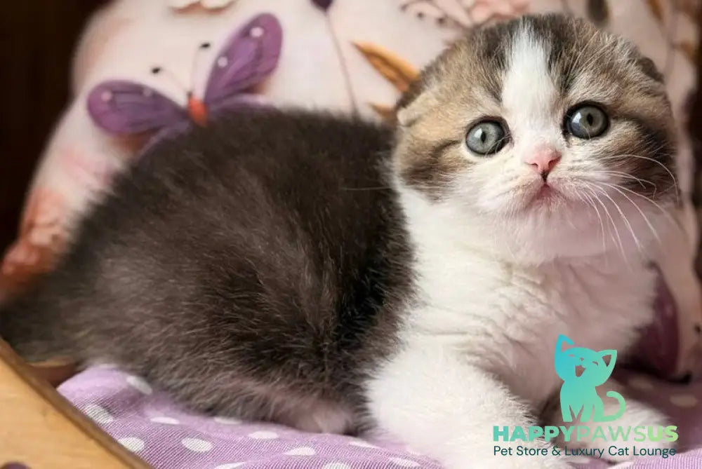 Fillip Scottish Fold male black ticked tabby bicolour - live animals