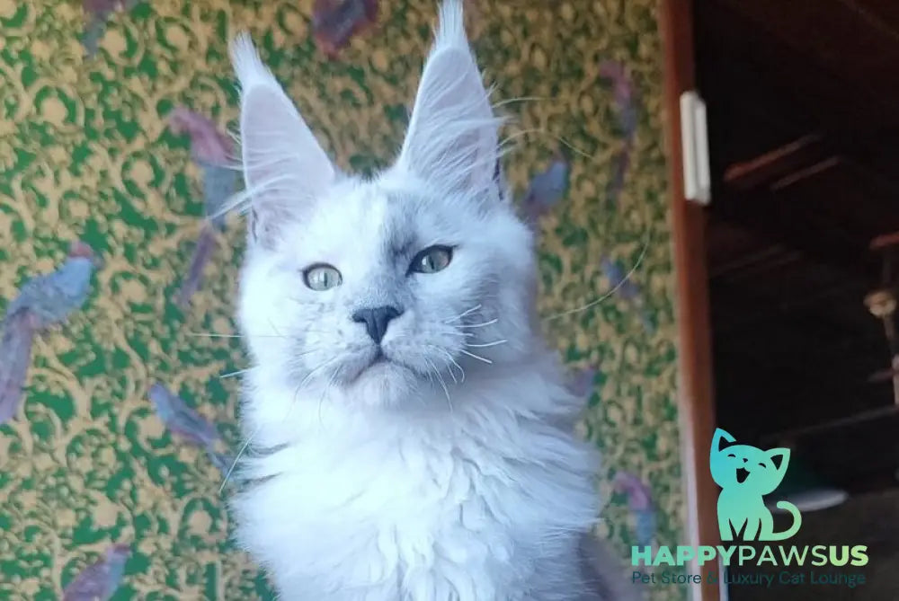 Fillipp Maine Coon male black silver - live animals
