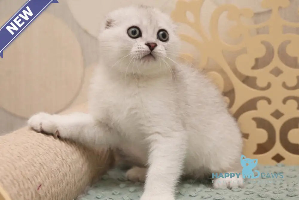 Filrt Scottish Fold male black silver shaded live animals