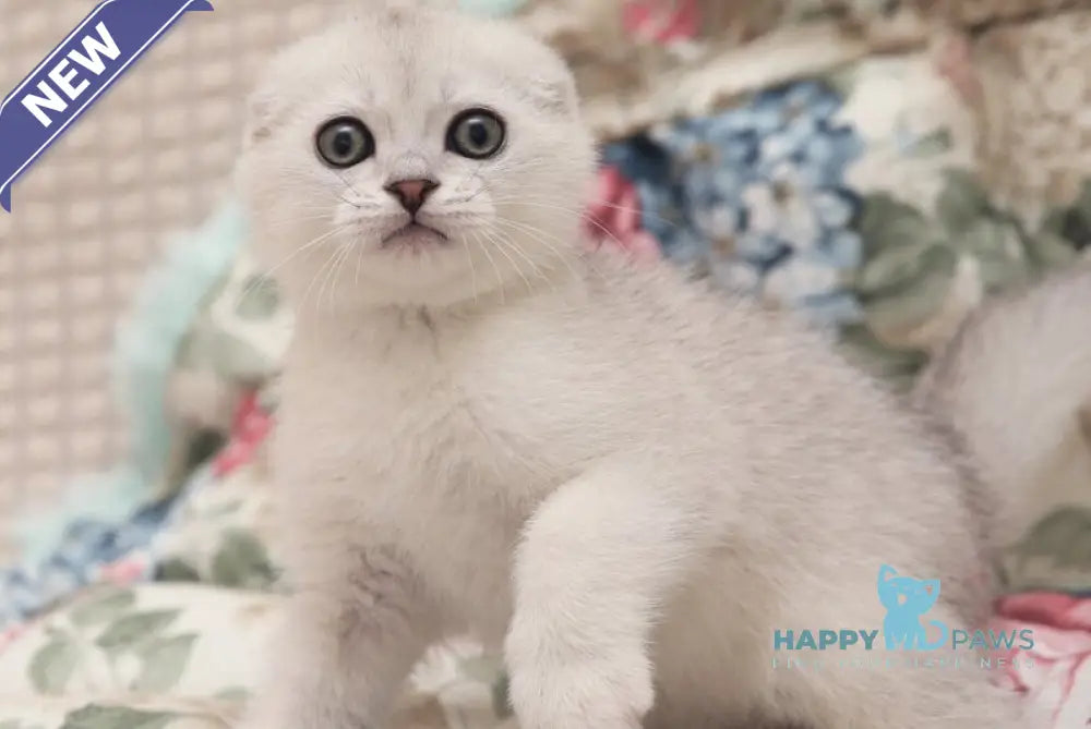 Filrt Scottish Fold male black silver shaded live animals
