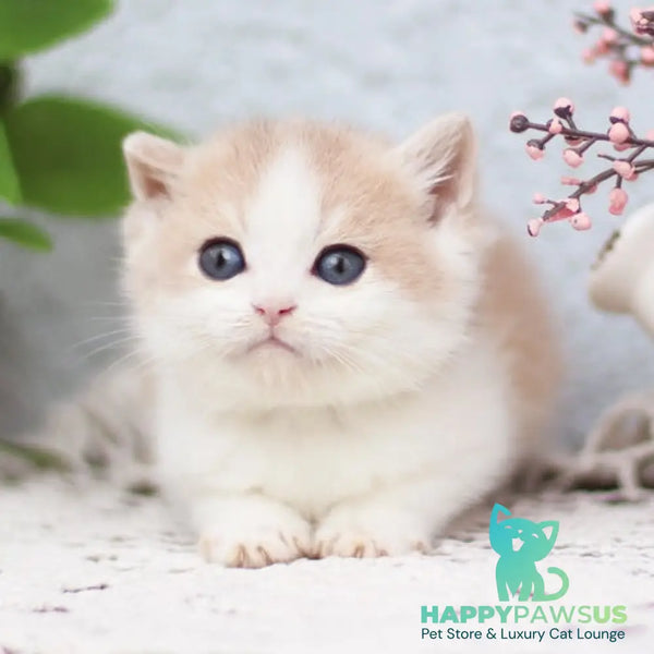 Filya British Shorthair male blue golden shaded - live animals