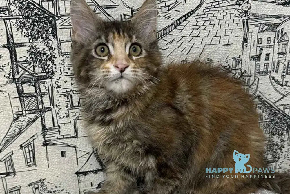 Fima Maine Coon female black tortie tabby live animals