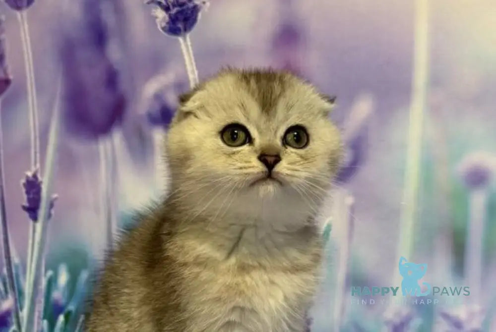 Fima Scottish Fold male black silver ticked tabby live animals