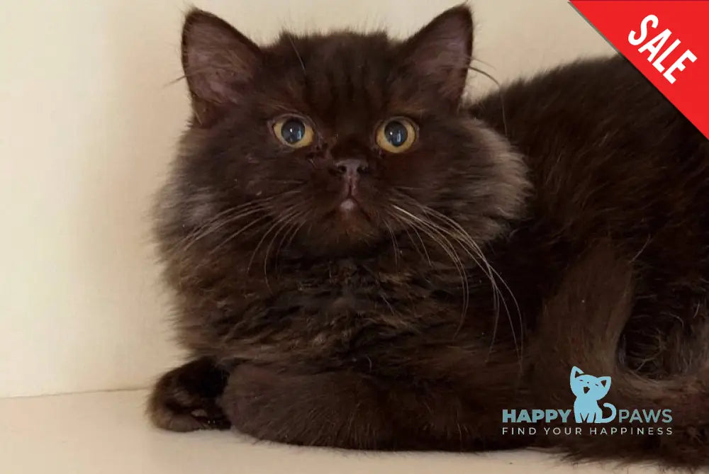Finik British Longhair male chocolate - live animals