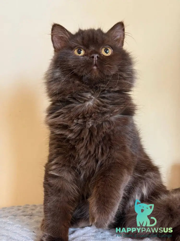 Finik British Longhair male chocolate - live animals