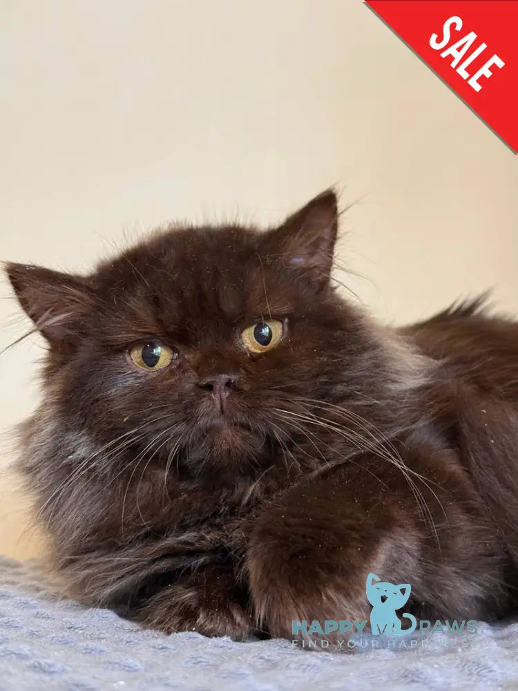 Finik British Longhair male chocolate - live animals