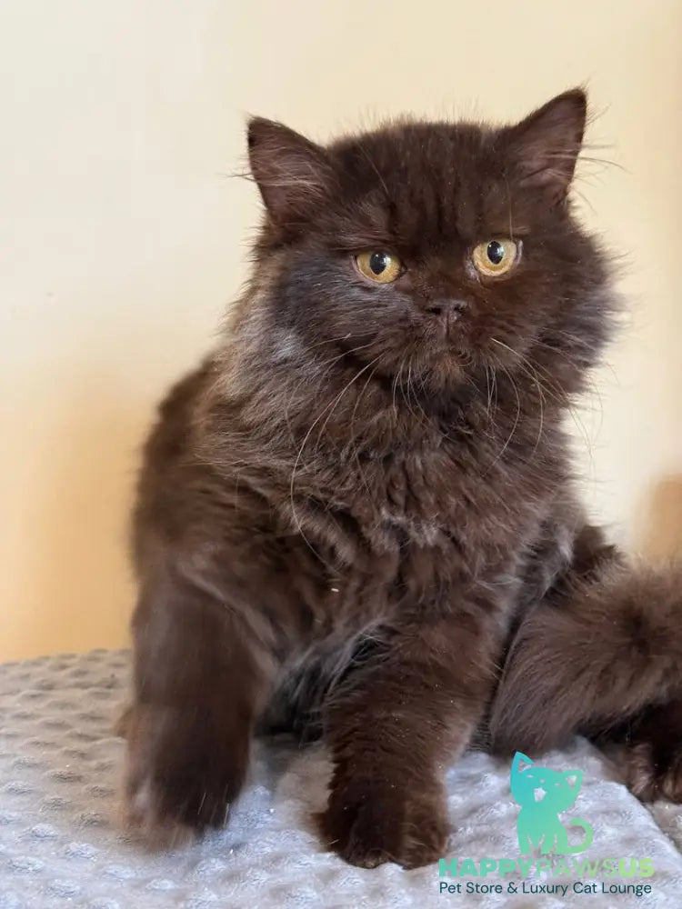 Finik British Longhair male chocolate - live animals